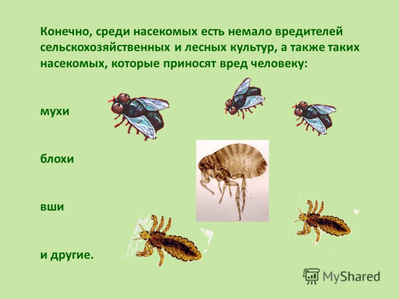 Чем питаются насекомые. Какие есть насекомые. Насекомые которые вредят человеку. Вредители среди насекомых. Хищные насекомые список.