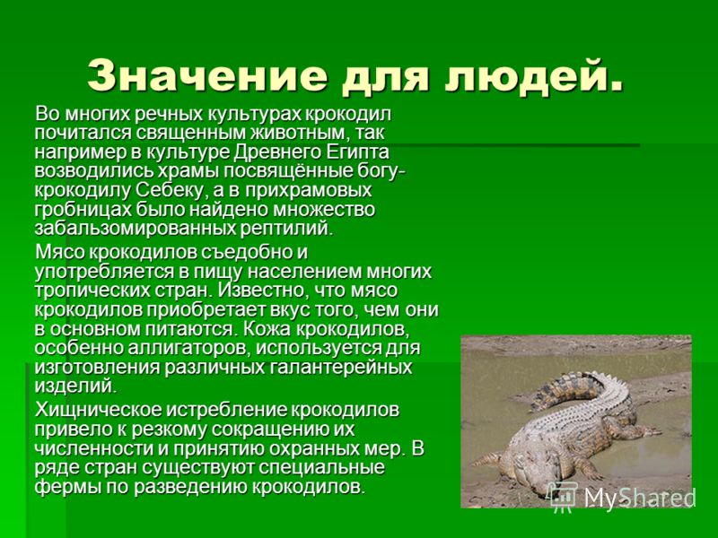 Как пишется крокодил. Крокодил значение в природе. Значение крокодилов. Что символизирует крокодил. Значение крокодилов в жизни человека.