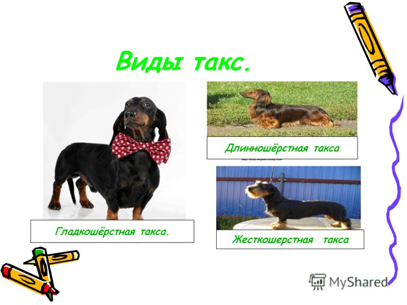 Порода такса плюсы и минусы