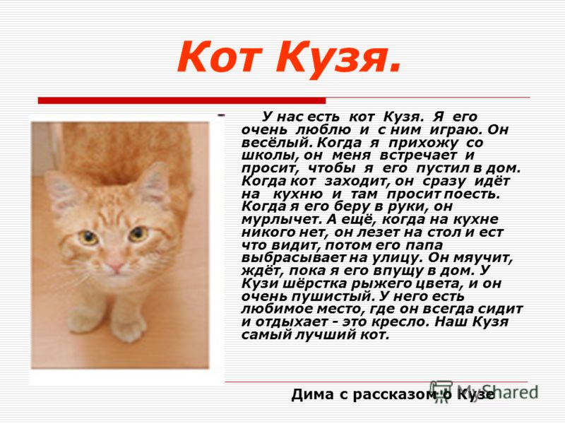 План рассказа о домашнем питомце 2. Рассказ о своей кошке. Сочинение про домашних животных. Сочинение про кота. Сочинение о коте.