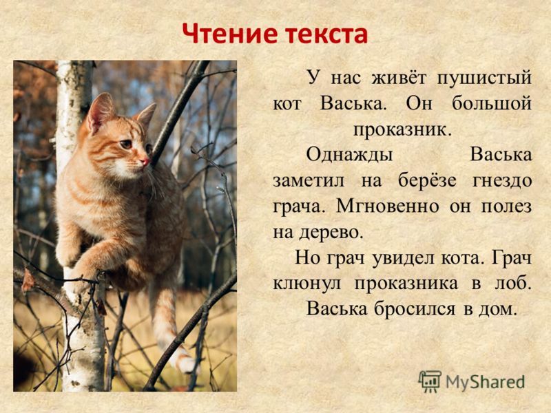 План описания кота