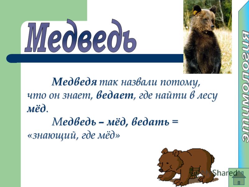 Зачем медведю