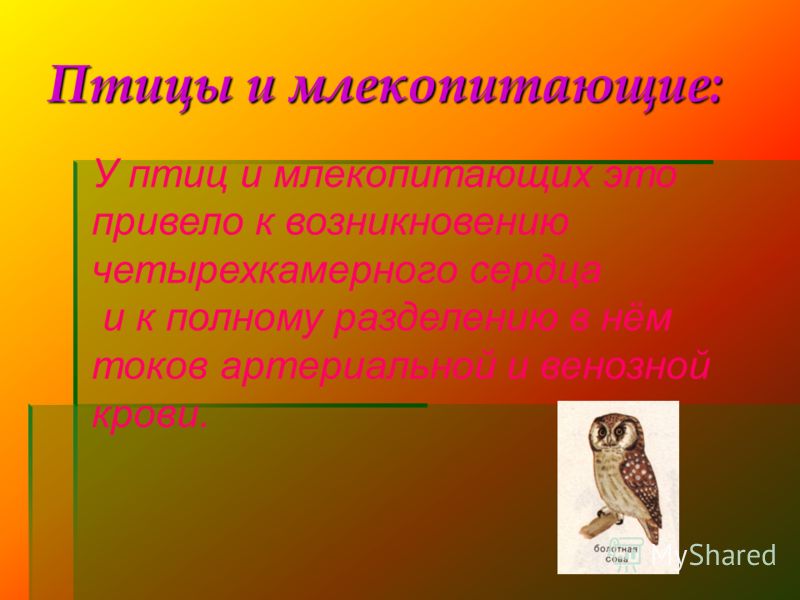 Млекопитающие птицы. Сходство птиц и млекопитающих. Птицы и млекопитающие это позвоночные животные?. Птицы и млекопитающие возникли в.