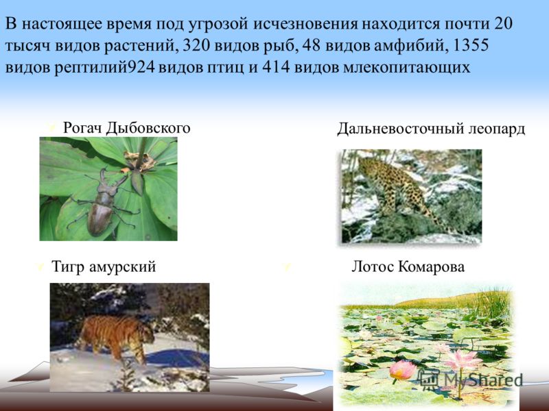 Угроза исчезновения животных. Растения под угрозой исчезновения. Животные и растения находящиеся под угрозой исчезновения. Растения находящиеся под угрозой исчезновения. Виды животных под угрозой вымирания.