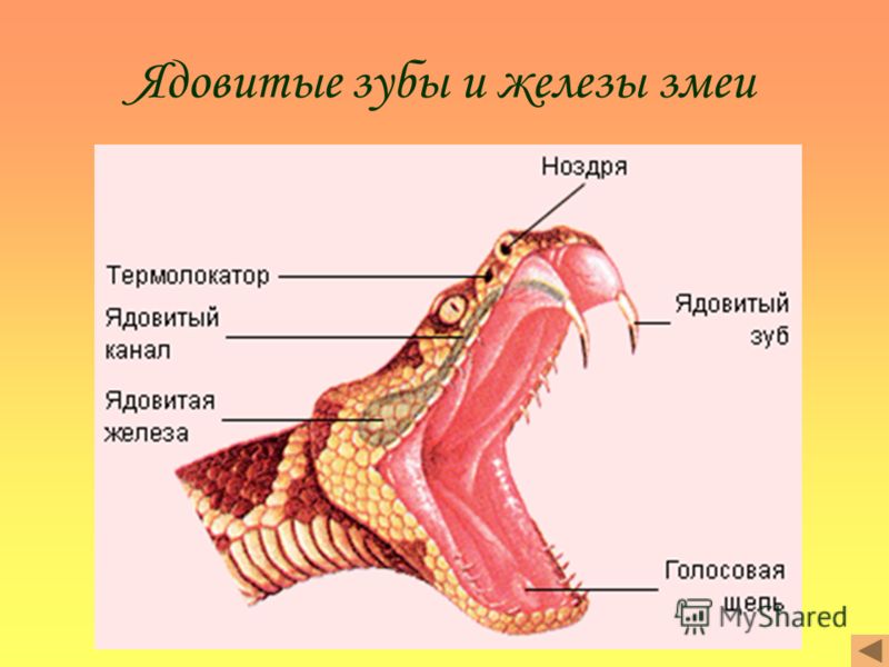 Особенности строения змеи. Пресмыкающиеся челюсть строение. Анатомия ядовитой змеи.