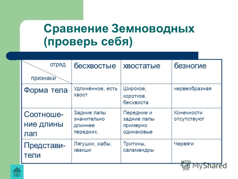 Внешние признаки земноводных