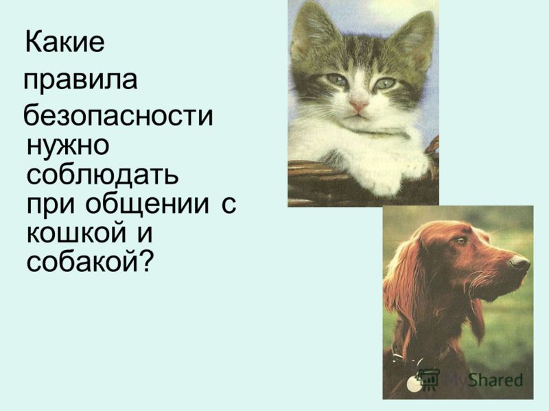 Про кошек и собак 2 класс окружающий. Какие правила безопасности нужно соблюдать. Правила безопасности при общения с кошками. Правила безопасности при общении с кошками и собаками. Правила безопасности при общении с собаками.