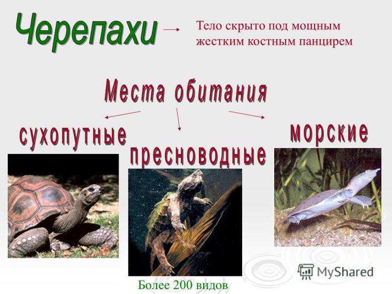 Рептилии красной книги. Рыбы амфибии рептилии красной книги СССР. Форма тела черепахи. Черепаха это земноводное или пресмыкающееся. Покров тела черепахи.