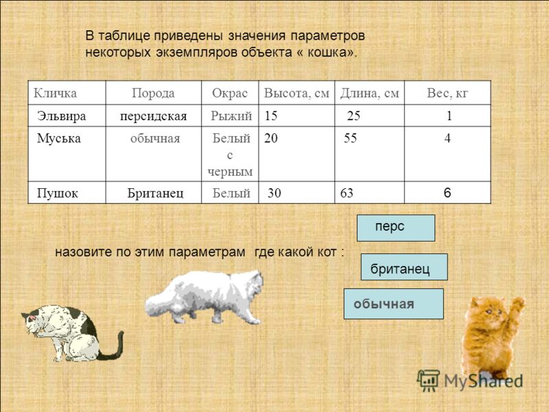 В таблице приведены измерения. Табличная модель кошки. Табличная модель объекта кошка. Табличное описание кошек. Средняя длина кота.