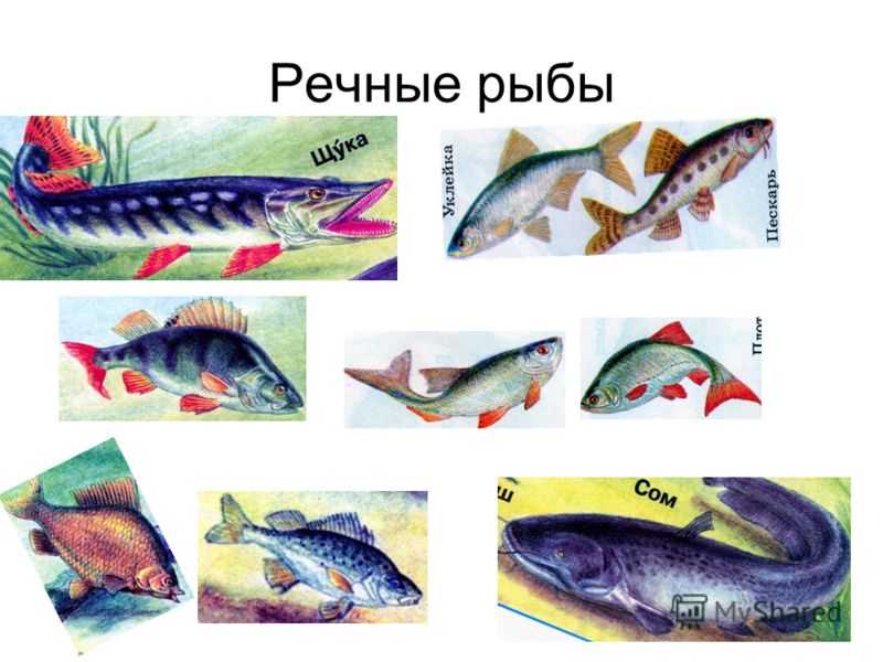 Картинки рыб с названиями для детей. Рыбы для детей с названиями. Пресноводные рыбы для детей. Рыбы морские и Пресноводные. Речные обитатели и рыбы.