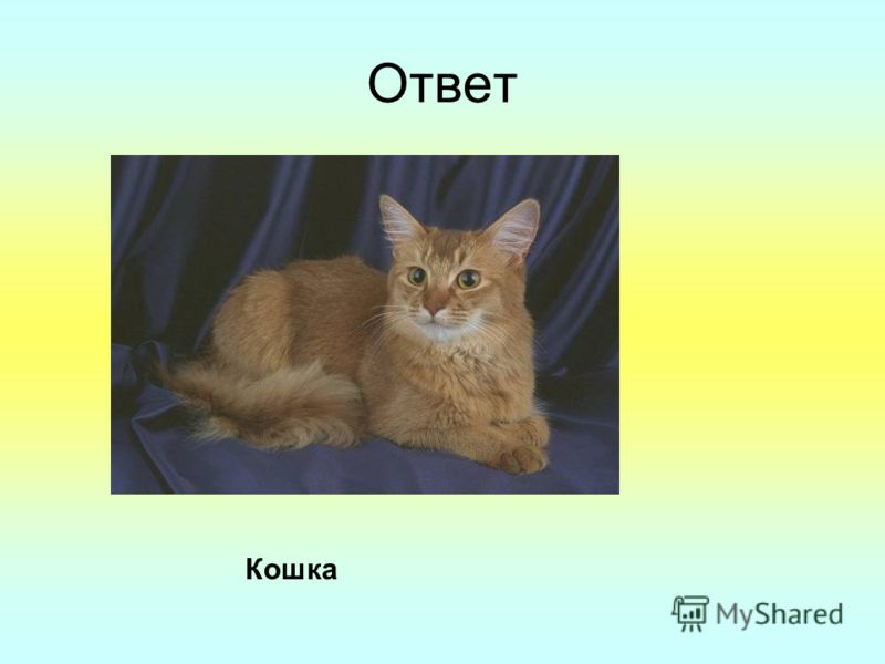 Кошка ответы. Загадка про кошку. Кошка ответ. Загадка с отгадкой кошка. Загадки про кошку 5 класс с ответами.