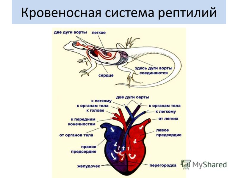 Рептилии камеры сердца