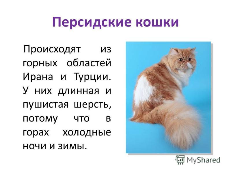 Проекты про кота