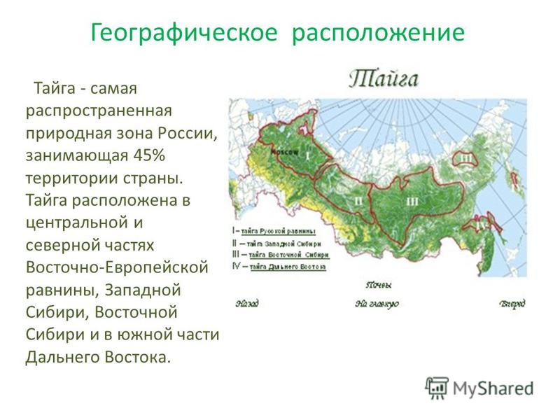 В этой природной зоне преобладают хвойные. Зона тайги на карте России. Географическое положение зоны тайги в России. Географическая карта России с природными зонами. Природная зона Тайга географическое положение.