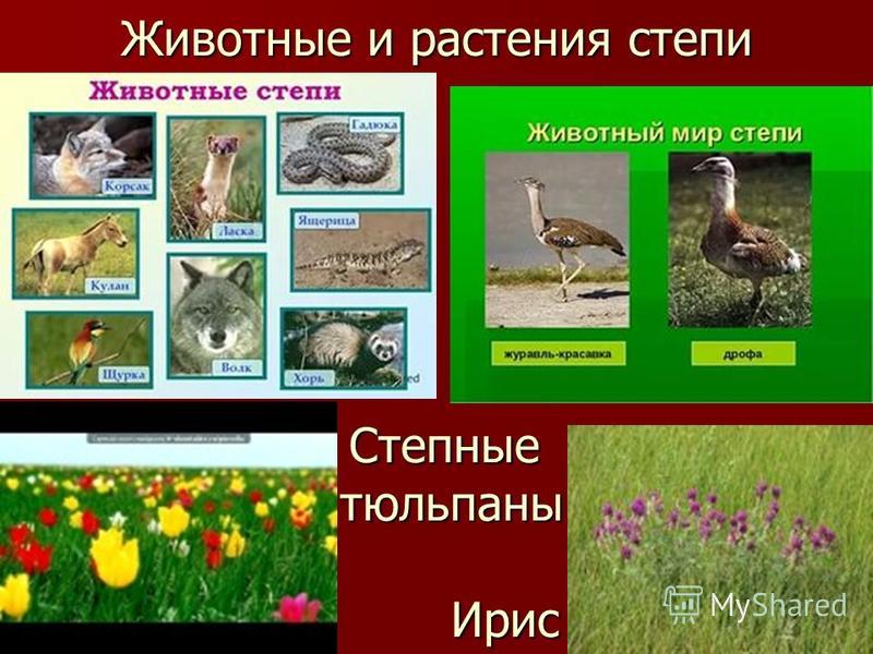 Книга животные степей. Растения и животные степи. Растения иживотные степт. Растения и животные Степной зоны. Животные и растения степи России.