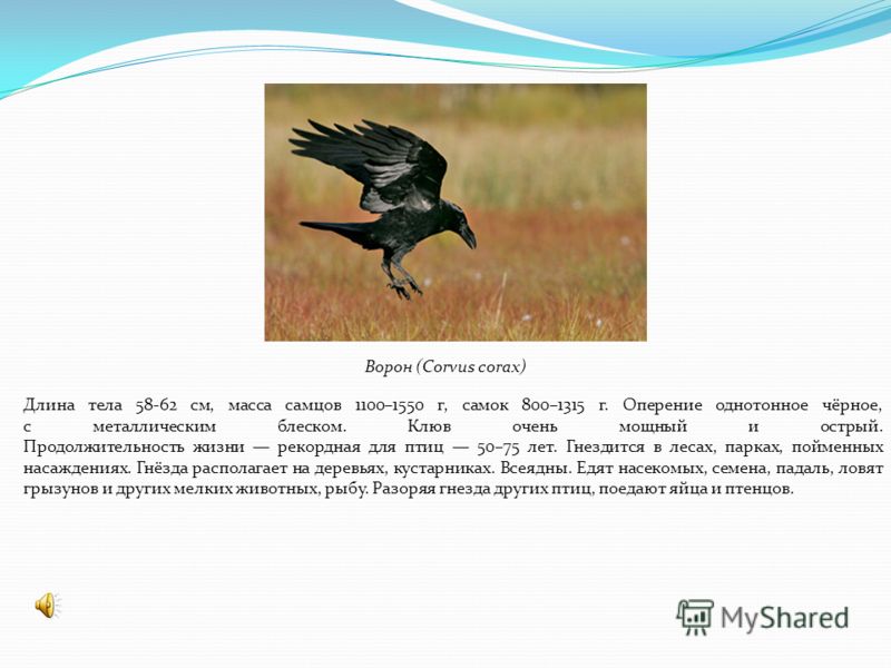 Ворон описание. Ворон Продолжительность жизни в природе. Продолжительность жизни ворона. Ворон птица Продолжительность жизни. Сколько лет живет ворона.