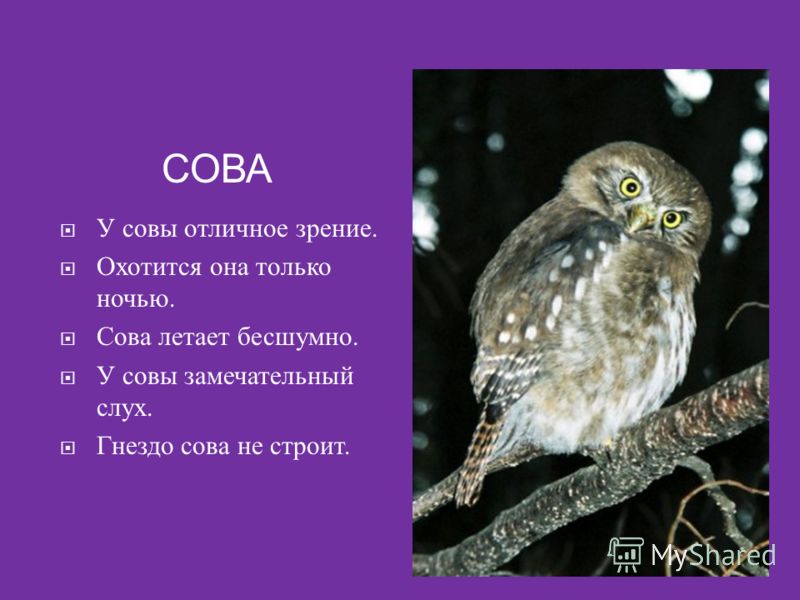 План рассказа сова