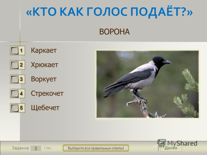 Звуки издаваемые сорокой. Птица каркает. Как каркает ворона. Голубь воркует ворона каркает сорока. Птицы которые стрекочут.