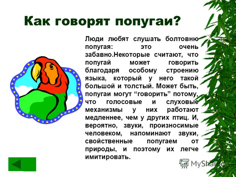 Почему попугаи говорят