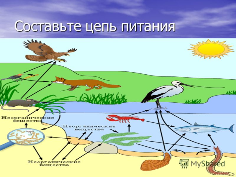 Составь схему цепи питания. Цепи питания. Пищевая цепь. Схема цепей питания в водоеме. Пищевая цепочка водоема.