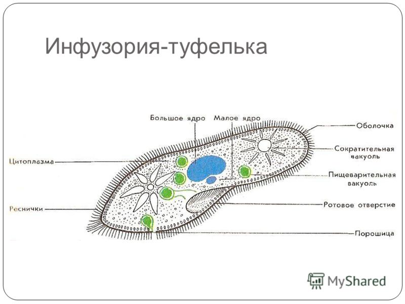 Что на рисунке инфузории туфельки обозначено цифрой 3