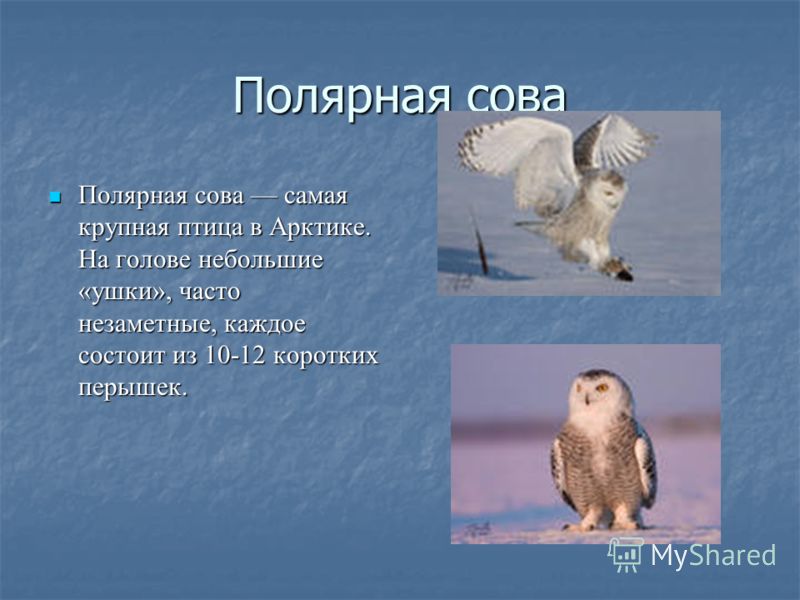 В какой зоне живет полярная сова. Полярная Сова доклад. Животные тундры Полярная Сова. Систематика полярной Совы. Полярная Сова презентация.