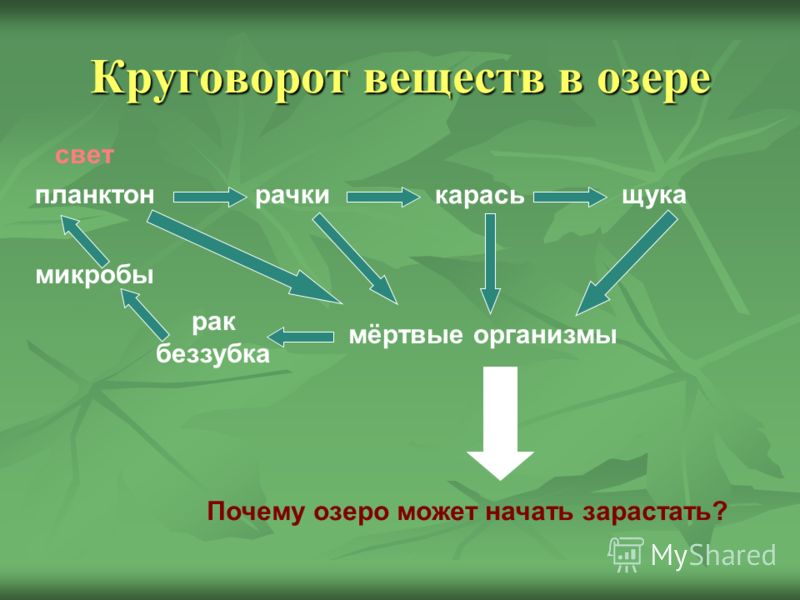 Цепь питания озера 5 класс. Схема круговорота в водоеме. Круговорот веществ в озере.