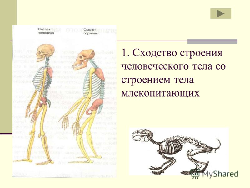 Отличия скелета человека от млекопитающего