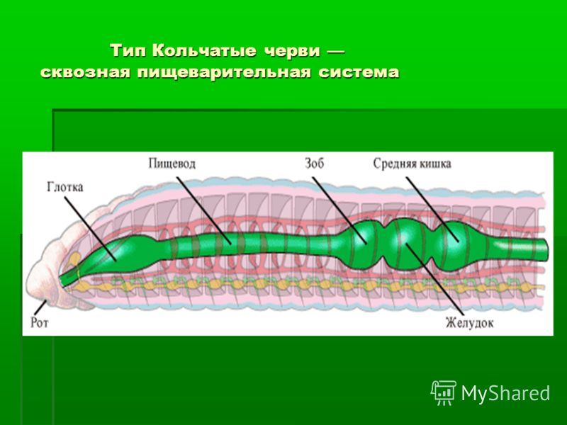 Кольчатые черви пищеварительная система. Пищеварительная система плоских червей сквозная. Кольчатые черви пищеварительная система сквозная. Сквозная пищеварительная система у кольчатых червей. Пищеварительная система сквозного типа.