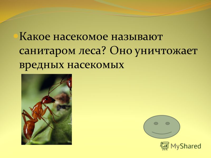 Почему лес называют санитаром. Насекомые санитары леса. Какие насекомые санитары леса. Каких насекомых называют санитарами леса. Какое насекомое является санитаром леса.