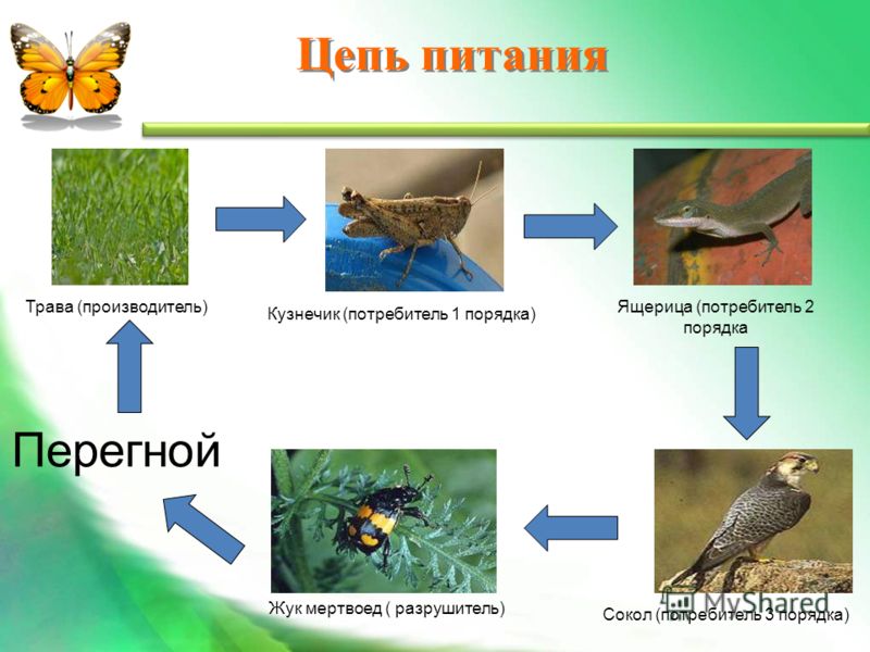 Схема пищевой цепи для луга