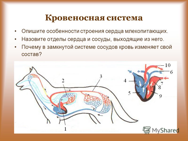 Млекопитающие кровеносная система