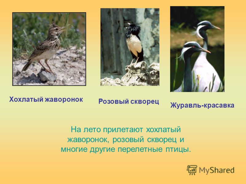 Адмирал в какой природной зоне обитает. Жаворонок где обитает природная зона. Хохлатый Жаворонок Перелетная птица презентацию. Жаворонок красавка. В какой природной зоне обитает журавль красавка 3 класс.