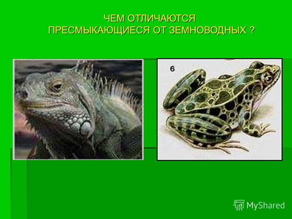 Кожа пресмыкающихся в отличие от кожи. Отличия земноводных и пресмыкающихся. Земноводные и пресмыкающиеся. Рептилии и земноводные отличия. Отличие земноводных от рептилий.