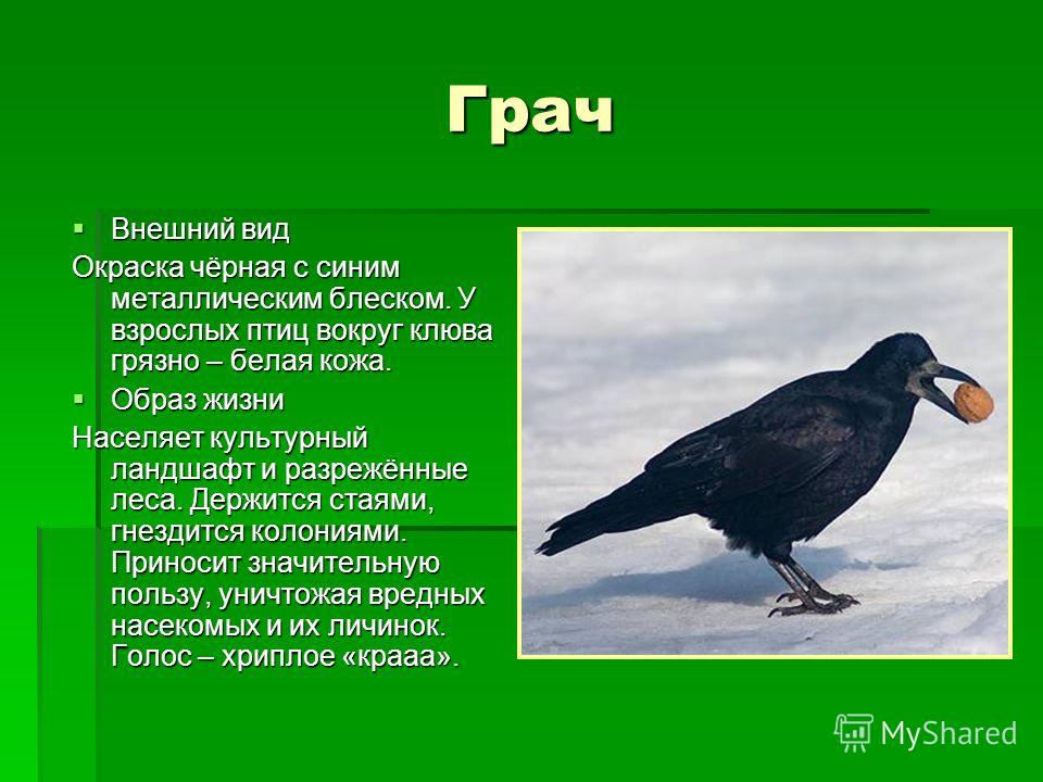 Где находятся грачи. Внешнее строение Грача. Грач внешний вид. Грач описание. Грач презентация.