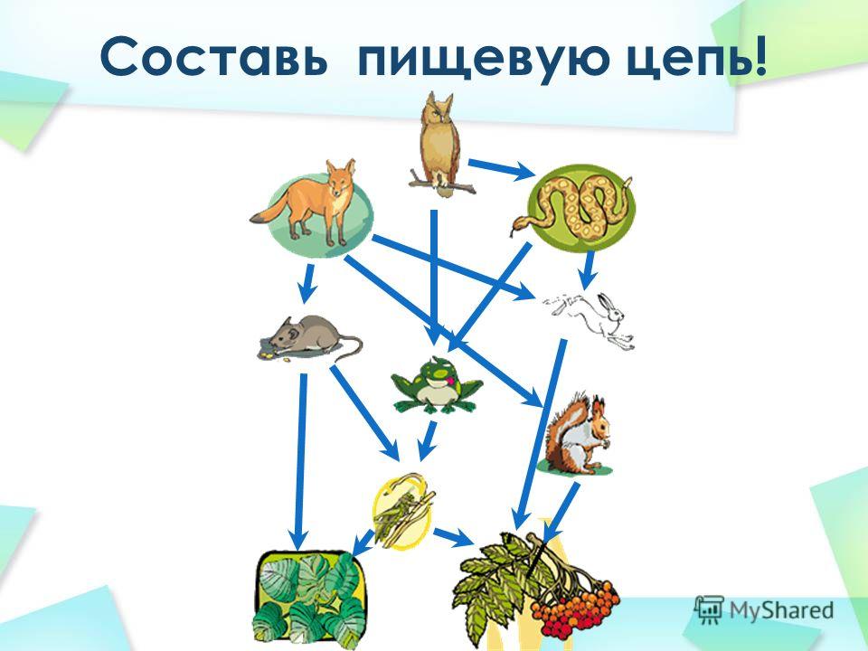 Составьте пищевую. Составь пищевую цепочку. Цепи питания задания. Задачи на пищевые цепи. Пищевые Цепочки для начальной школы.