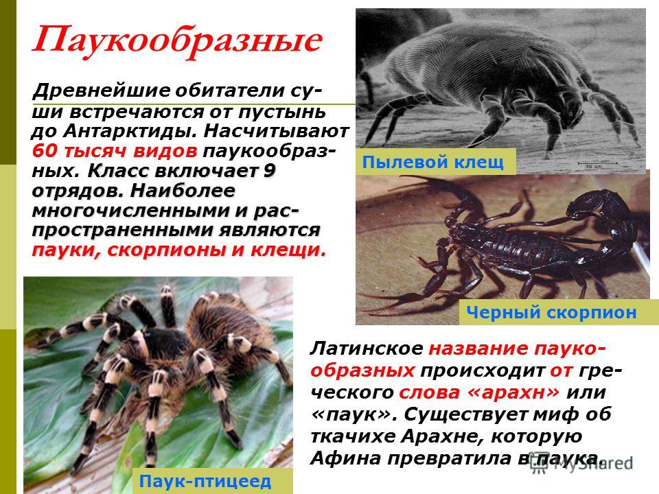 Паукообразные названия. Многообразие паукообразных. Класс паукообразные (Arachnida). Представители пауков. Паукообразные в древности.