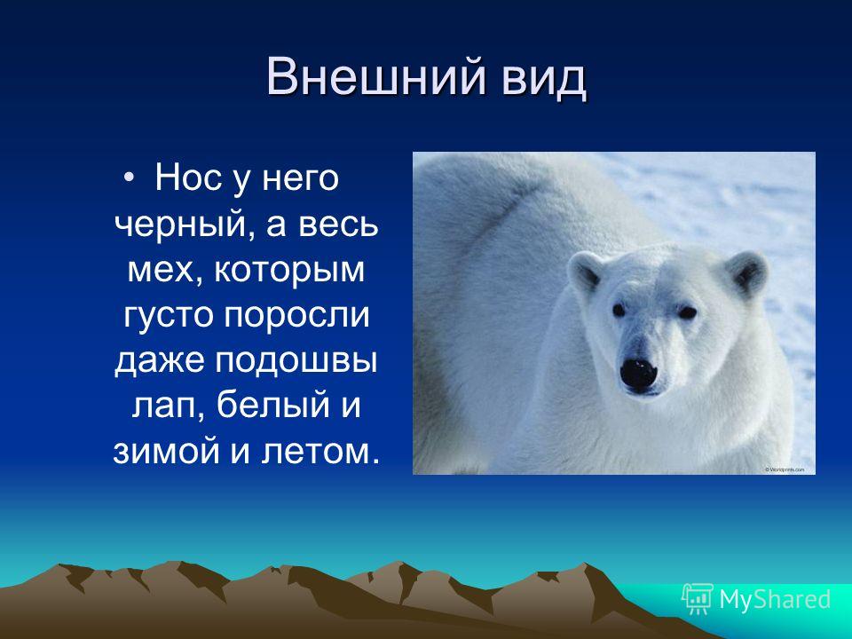 Рассказ про белого медведя 2 класс окружающий мир по плану о животном