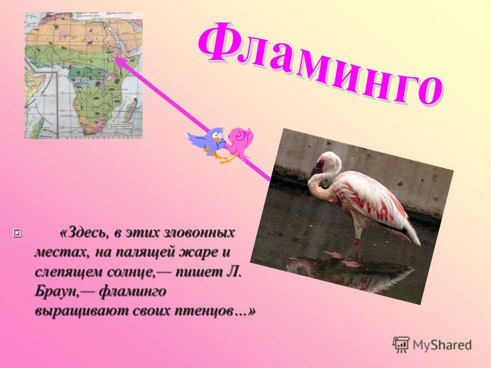 Фламинго сообщение. Фламинго презентация. Факты о Фламинго. Загадка про Фламинго. Сообщение о Фламинго.