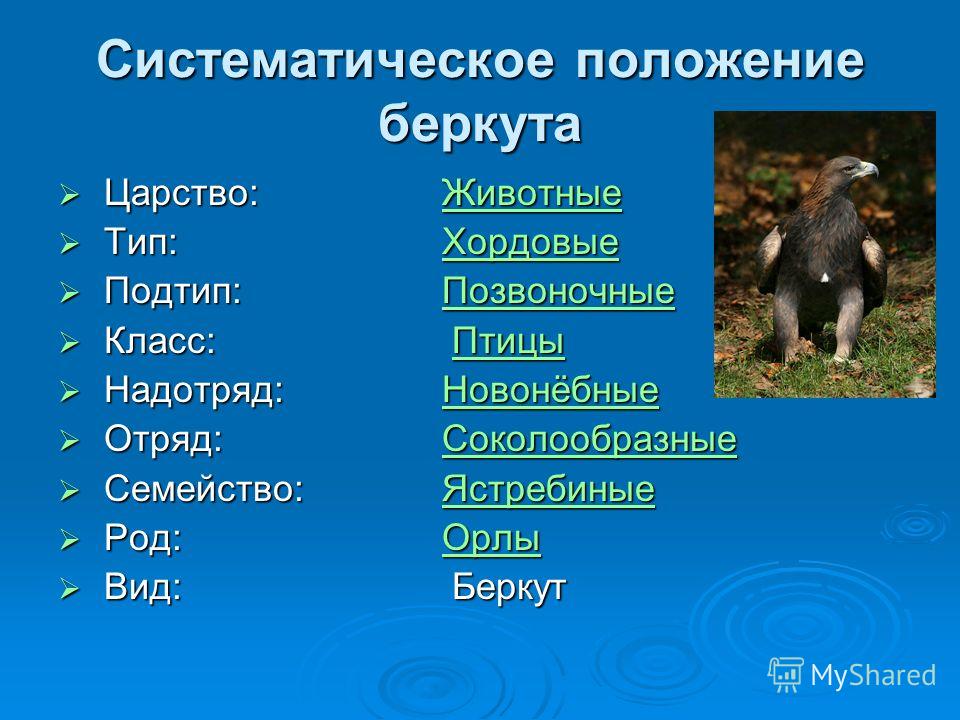 Вид род семейство класс тип царство. Систематическое положениееживотных. Систематическое положение животных. Систематика положения животных. Животные Тип класс отряд.