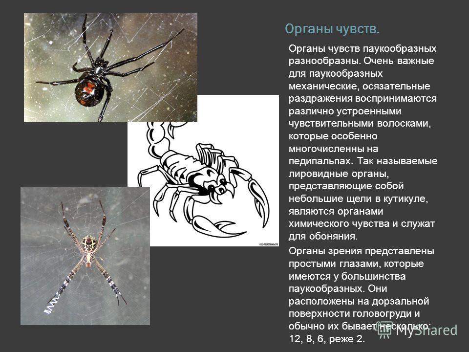 Органы зрения у паукообразных. Органы чуствпаукообразных. Органы чувств у паукообр. Органы паукообразных. Органы чувств паукообразных.