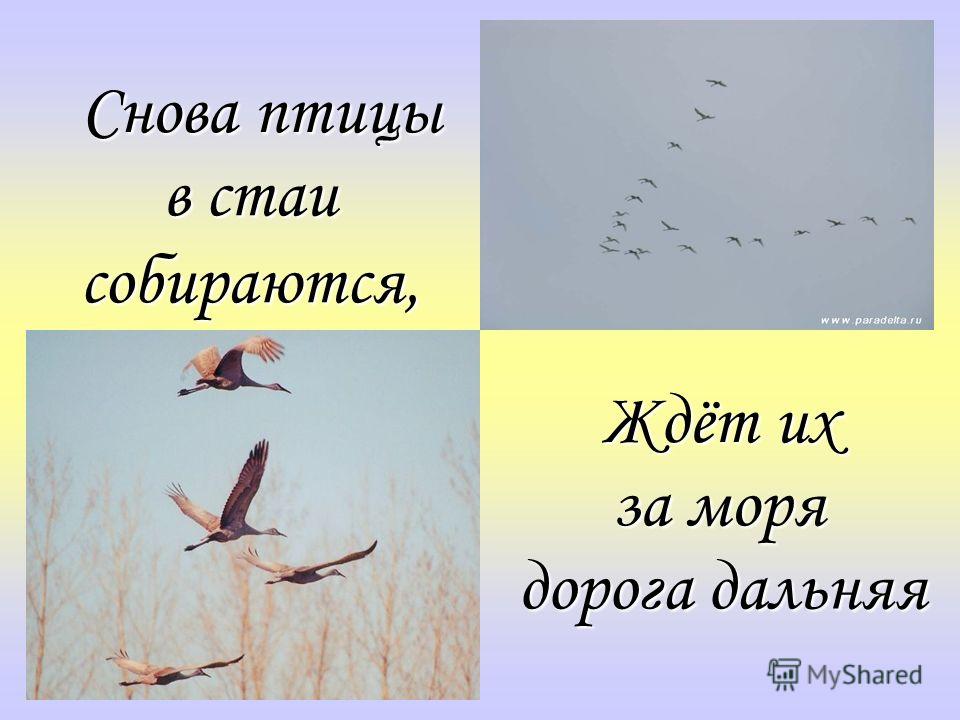 Песня снова птица улетает. Снова птицы в стаи. Осень... И снова птицы в стаи собираются....