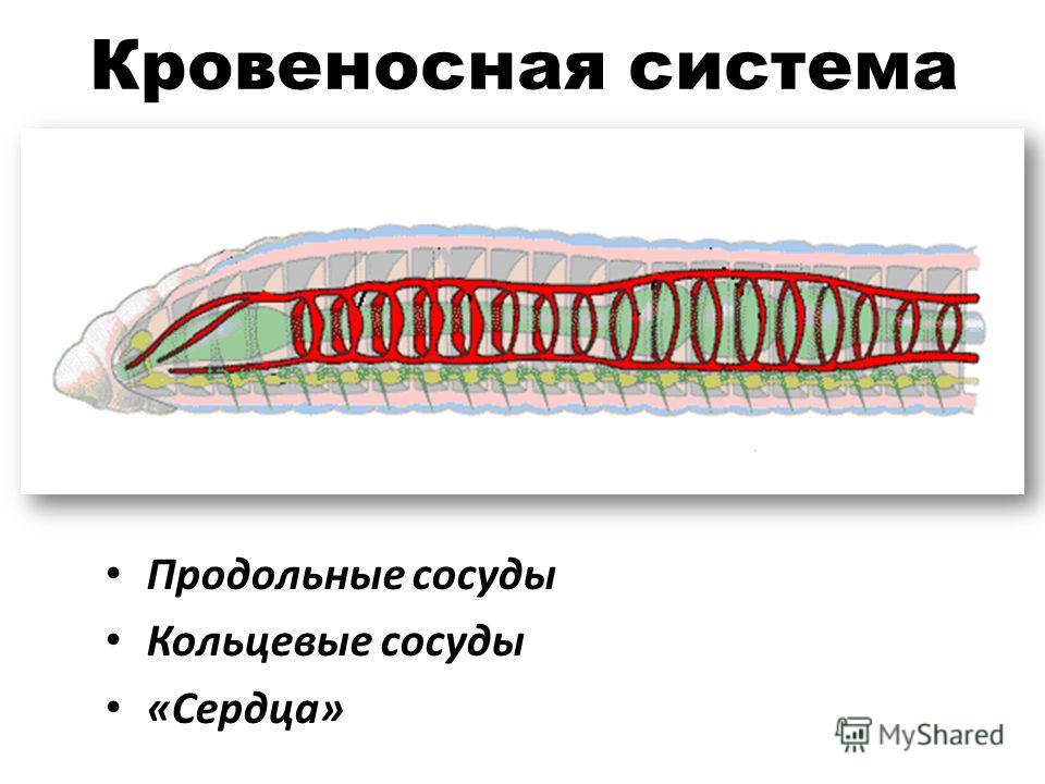 Кровеносная система круглых червей. Кровеносная система плоского червя. Кровеносная система плоских червей. Кровеносная система система плоские черви.