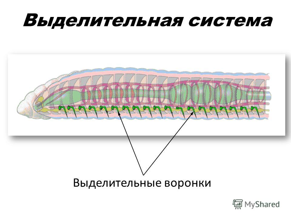 Дыхание кольчатых червей