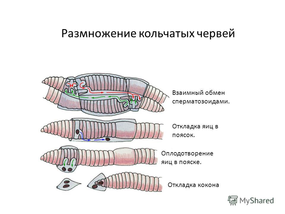 Как размножаются черви. Тип оплодотворения кольчатых червей. Тип развития кольчатых червей. Поясок у кольчатых червей. Размножение кольчатых червей.