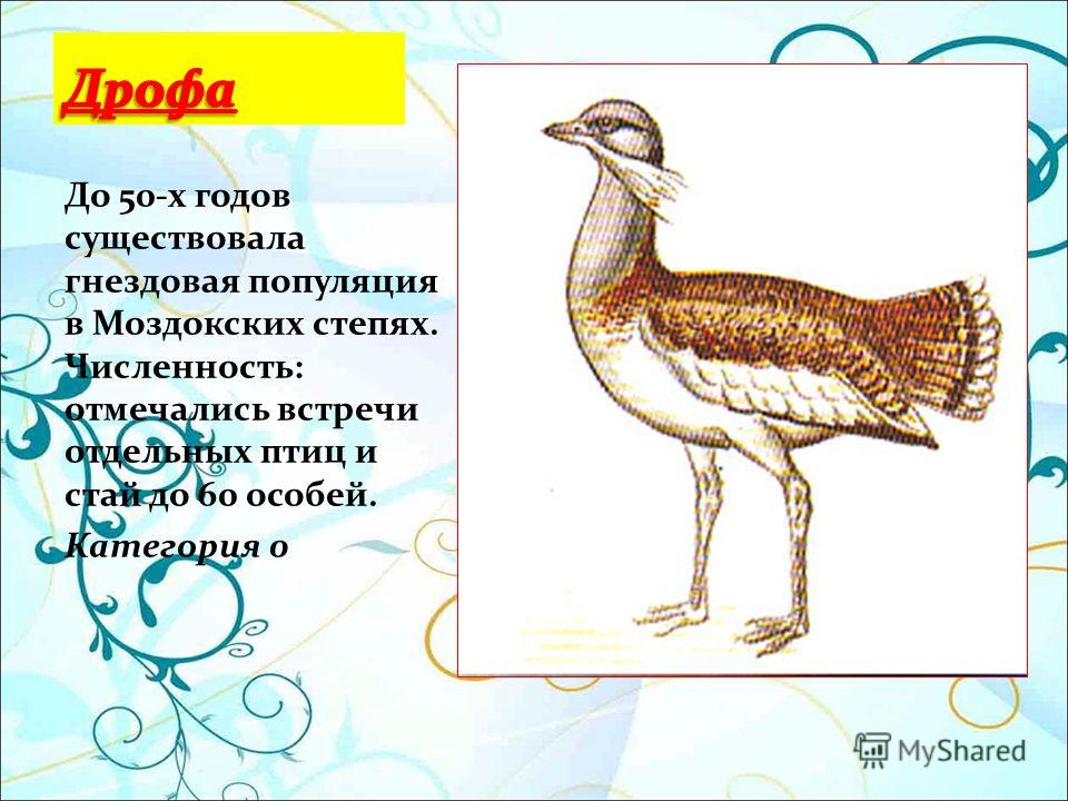 Дрофа природная зона. Дрофа численность. Дрофа редкий вид численность которого. Дрофа гнездовая. Особенности внешнего строения Дрофы.