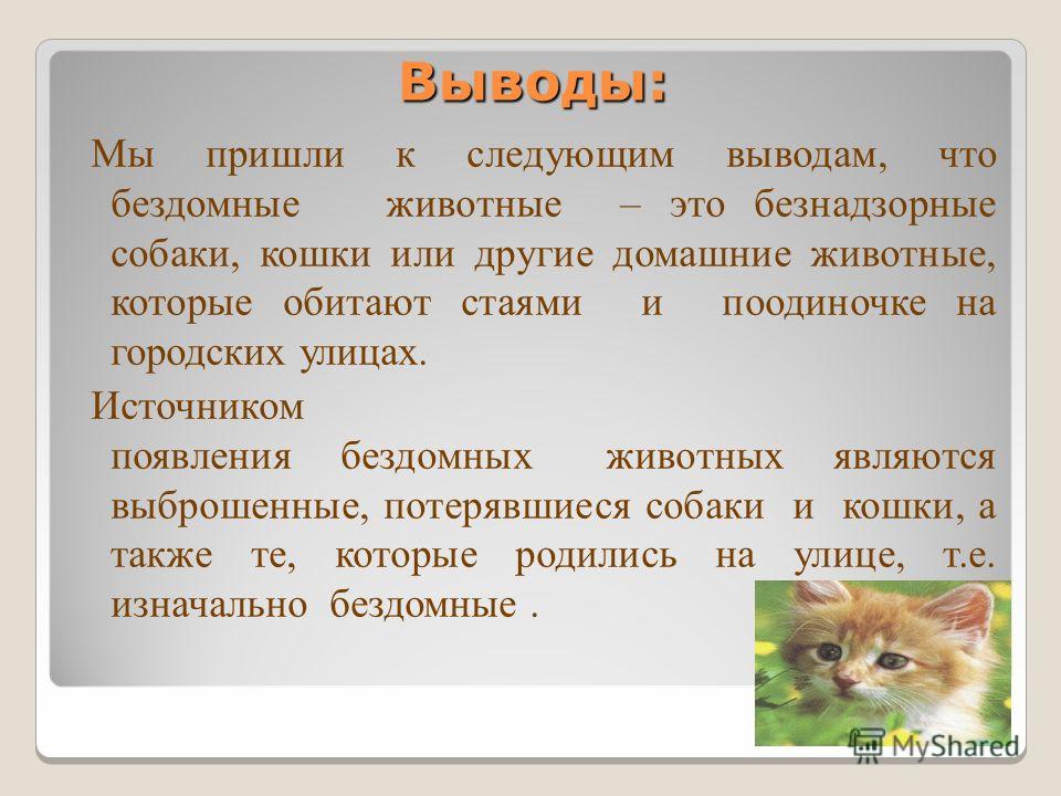 К чему приходит кошка. Гипотеза проекта бездомные животные. Значение кошек в природе. Гипотеза по теме кошек и котов.