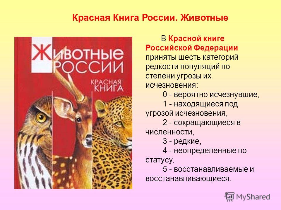 Красная книга 4 класс окружающий. Красная книга России. Красная книга России. Животные. Красная книга России 4 класс. Животные красной книги России 4 класс.