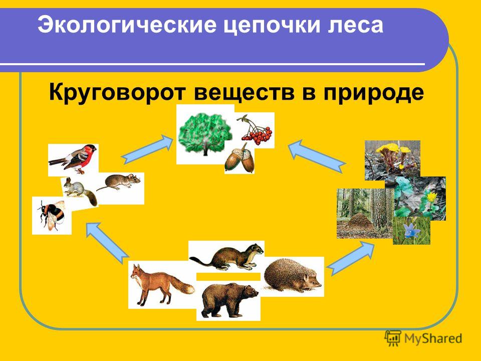 Экологические связи в сообществе. Экологическая цепочка. Макрологическая цепочка. Экологическая цепочка в природе. Экологические Цепочки для дошкольников.