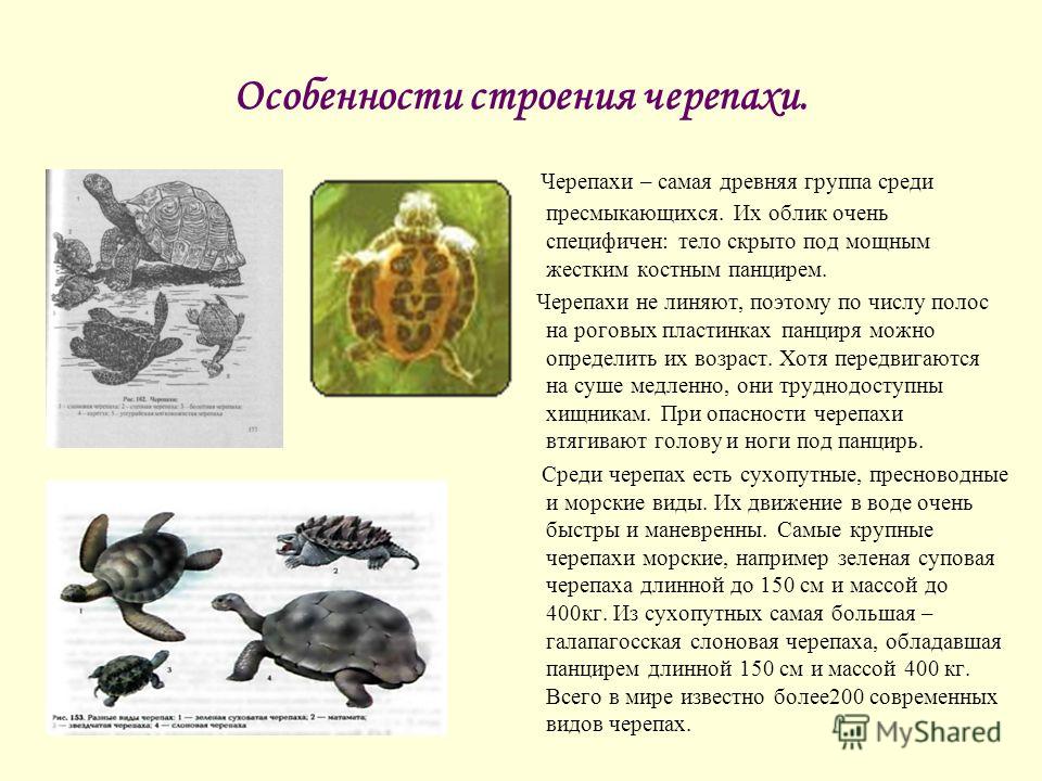 Особенности строения черепахи. Анатомия черепахи. Черепахи особенности строения и представители